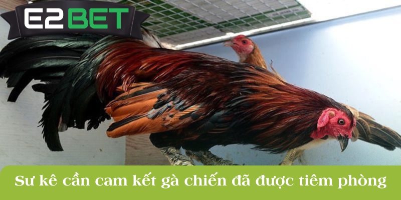 su ke can cam ket ga chien da duoc tiem phong dung chi dinh